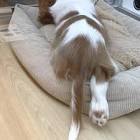 きゃんちゃん寝る