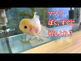 えみこのおうち