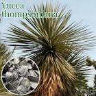 ユッカ (Yucca)