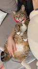 猫ですけどなにか？