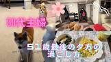50代主婦ゆみ柴犬チャンネル