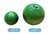 すだちtoかぼす