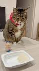 猫ですけどなにか？