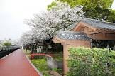 甲島桜