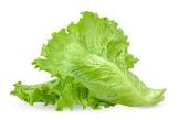 LETTUCE【れたす】