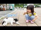シスクとねこむす