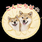 豆柴福ちゃん富くん