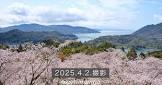 甲島桜