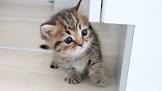 Tiny Kitten