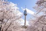 甲島桜