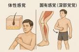 腹覚