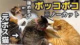 猫ですけどなにか？