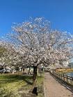甲島桜