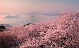 甲島桜