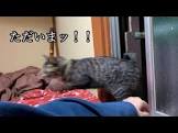 居候ニャンコと2人暮らし