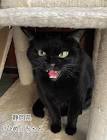 くろねこ