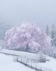 桜雪