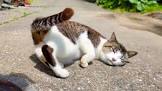 感動猫動画