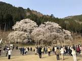 前田利行 (歯科医師)