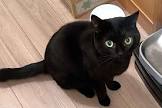 くろねこ