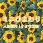 琴華ひまわり