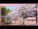甲島桜
