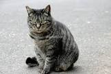 のらのねこ