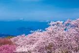 甲島桜