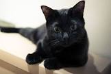 くろねこ