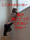ねこミミらいふ