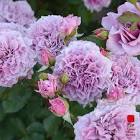 ゴラン・ハザーロフ