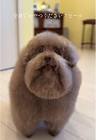 ごつ盛りプードル