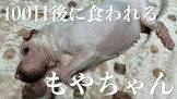 100日後に食われるブタ