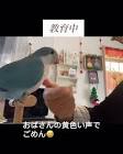 インコおばさん