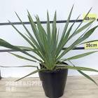 ユッカ (Yucca)