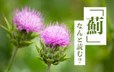 アザミ (薊)