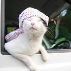 ねこはち (neko800)