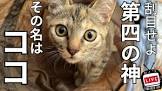 みこ様 (メンタリストDaiGoの猫)