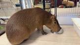カピバラチャンネル