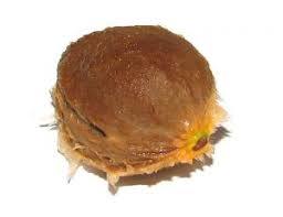Apricot Stone