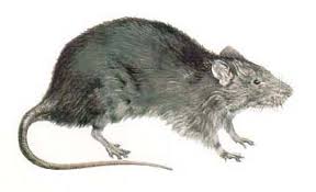 rato.jpg