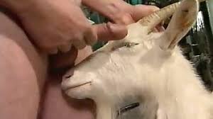 First time of the farmer fucking goats zoo xvideos jpg x Man fucks goat