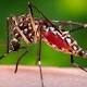 Californians urged to remove standing water to reduce mosquitoes 