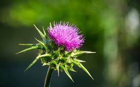 Milk thistle benefits jpg x Milk thistle benefits