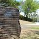 Honolulu starts program to target feral chickens 