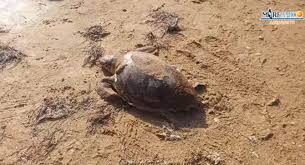 arhivach.org wide open pussy|Dirty Wives Exposed Stunning Dutch Wife In The Nude 425936 - Good Sex Porn