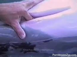 Man fucks dolphin jpg x Man fucks dolphin