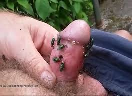Cocks out of flys jpg x Cocks out of flys