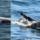 Great white feast takes a bite out of beach days 