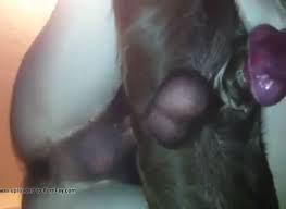 Male dog porn with animals free zoo sex videos jpg x Guys fucking dogs